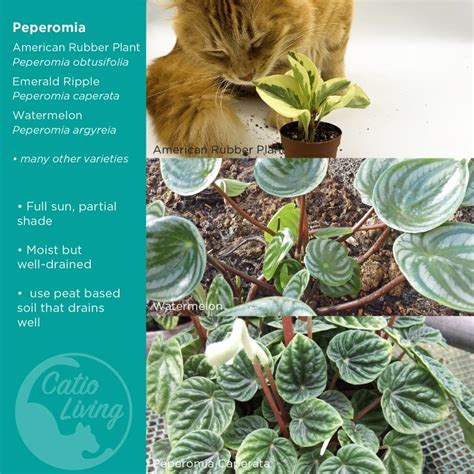 Plants for Catios – Custom Catios