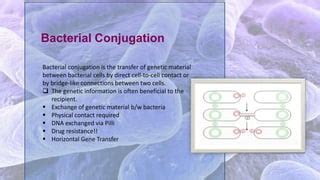 Bacterial conjugation | PPT