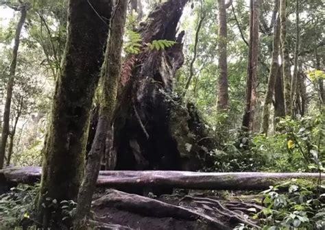 Kisah Mistis Di Gunung Kerinci Pohon Bolong Dan Sejarah Misteriusnya