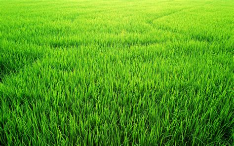 Green Paddy Field Wallpapers Wallpaper Cave