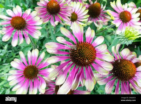 Green Twister Coneflowers Garden Beautiful Cultivar Purple Coneflower