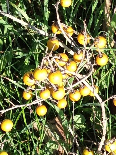 Silverleaf Nightshade Solanum Elaeagnifolium Minka