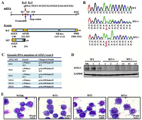 Generation Of ASXL1 Mutated U937 Cell Lines Using The CRISPR Cas9