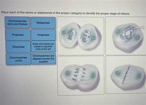 Solved Place Each Of The Terms Or Statements In The Proper