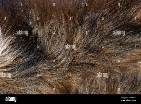 Pelo De Piel De Perro Fotografías E Imágenes De Alta Resolución Alamy