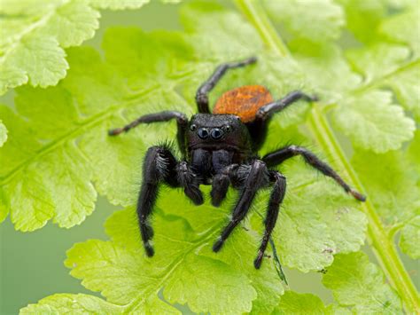 Red Back Jumping Spider Phidippus Johnsonii Bug Pets LTD