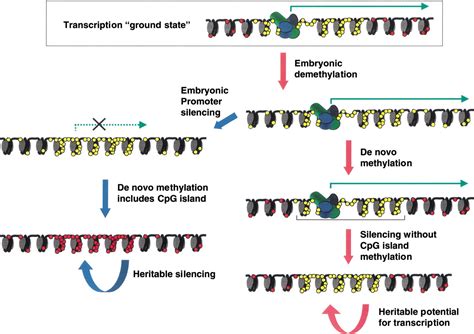 DNA Methylation Patterns And Epigenetic Memory