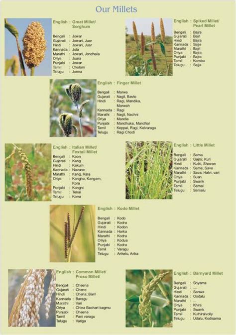 Surya Eco Life: Miracle Grains: Part 2 - Millet Varieties