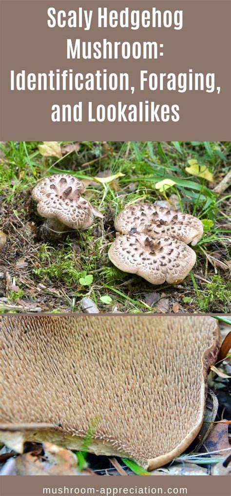 Scaly Hedgehog Mushroom: Identification, Foraging, and Lookalikes ...