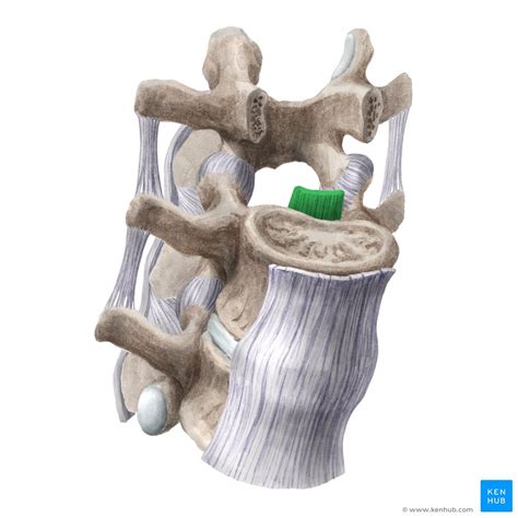 Posterior Longitudinal Ligament