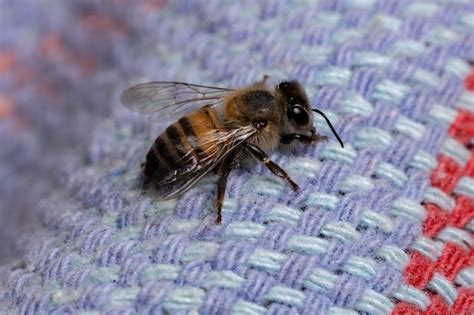 Abeja Occidental De La Especie Apis Mellifera Foto Premium