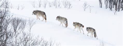 How do wolf packs work? | Wolf Stuff