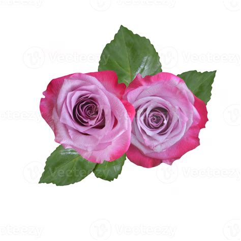 Purple Rose Flower 21168191 Png