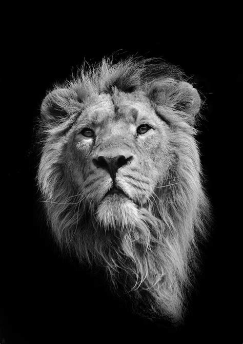 The King Asiatic Lion By Stephen Bridson Photography