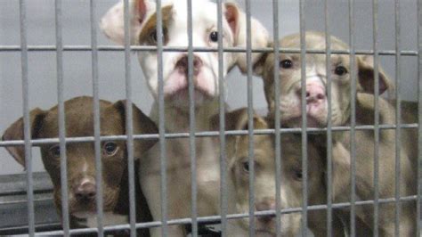 Petition · New York Animal Care And Control Ny Acc Ban High Kill