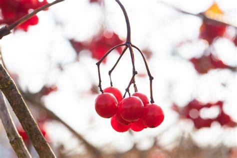 Bayas Rojas De Viburnum En Un Rbol Foto Premium