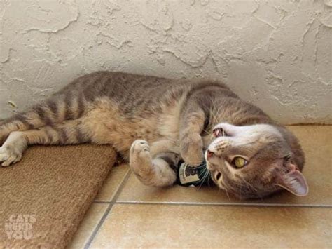 Pierre Drowns his Sorrows - Cats Herd You