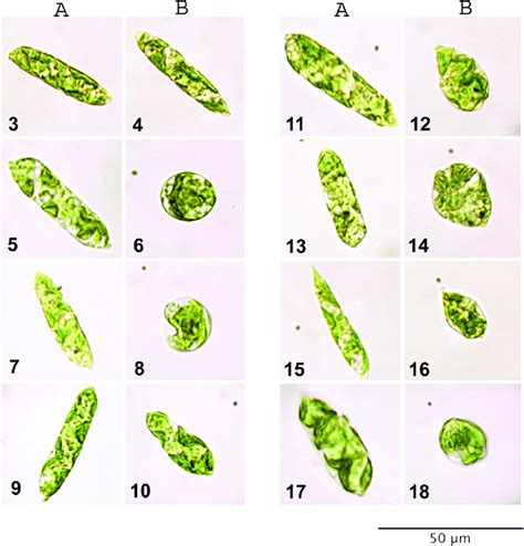 Euglena Cell Diagram