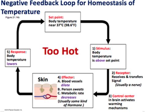 Bio11 - Lec25: Homeostasis & Digestive System - PROFESSOR ZANNIE DALLARA'S WEBPAGE