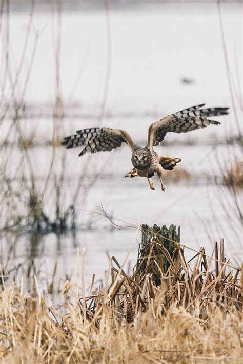 Harrier in takeoff Photograph by Kevin Koch - Pixels