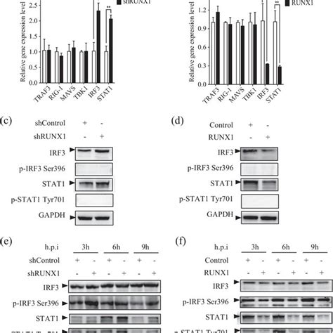 Runx Attenuates Pr Induced Ifn And Isg Expression A C E The