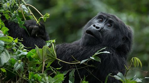 Cost Of Gorilla Trekking Permits In Uganda A Comprehensive Guide