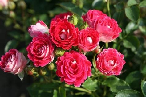 Купить Роза Ruby Ice (Руби Айс), штамбовая Цена, фото, описание, отзывы ...