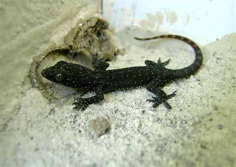 Hemidactylus garnotii | Macau Biodiversity