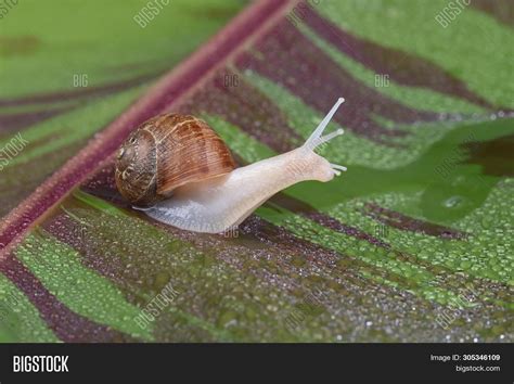 is this garden snail part albino? : r/snails