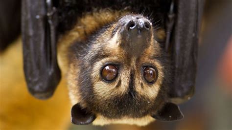 Spectacled Flying Fox Wildlife Preservation Society Of Queensland