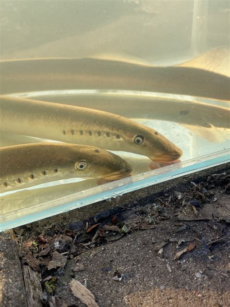 Rivierprik Lampetra Fluviatilis Waarneming Nl