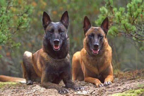 12 Belgian Malinois Colors & Markings (With Pictures)