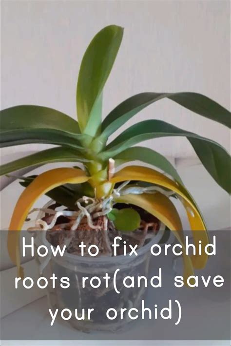 How To Fix Orchid Roots Rot And Save Your Orchid Freeplantscare How