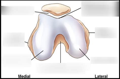 Distal Femur Patella Axial View Labeled Diagram Quizlet Sexiz Pix