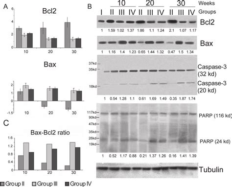 A Quantitative Rt Pcr Showing Mrna Expression Of Bcl2 And Bax The