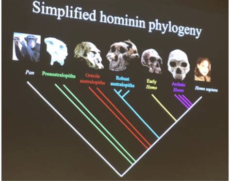 Human Evolution Unit 3 Flashcards Quizlet