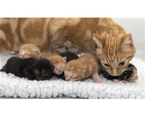 Birth and kittening | Help and Advice | Cats Protection