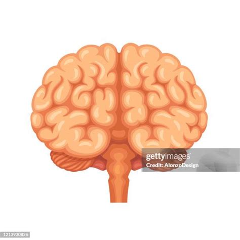 196 Brain Front View Stock Photos, High-Res Pictures, and Images ...