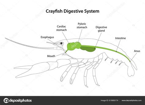 Crayfish Circulatory System White Background Stock Vector 56 OFF