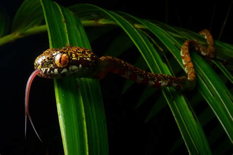 Scientists Discover Five New Species Of Strange Snakes Deep In Jungle