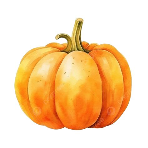 Ilustración De Calabaza Acuarela PNG Acuarela Otoño Calabazas PNG