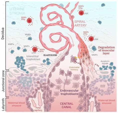 Cells Free Full Text Estrogen Actions In Placental Vascular