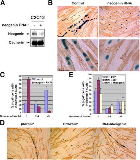 Rnai Mediated Reduction Of Neogenin Levels Blocks Myotube Formation