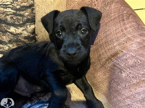 Patterdale X Lakeland Terrier Puppy In Bishops Stortford Cm23 On