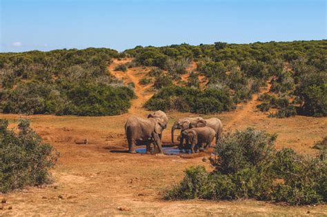 Addo Elephant Park In Südafrika Eintritt Tiere And Safari