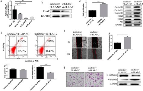 Mir 146a Promoted Hepg2 Cell Proliferation Cycle Progression