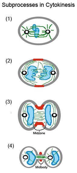 What Is Cytokinesis Vs Mitosis