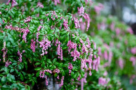 12 Ideal Shrubs for Shade