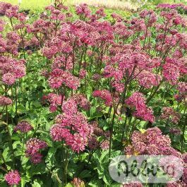 Astrantia Major Sparkling Stars Red