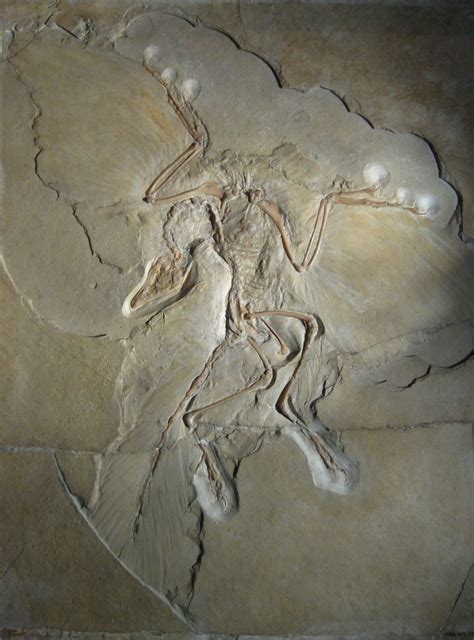 Archaeopteryx | Prehistory Wiki | Fandom